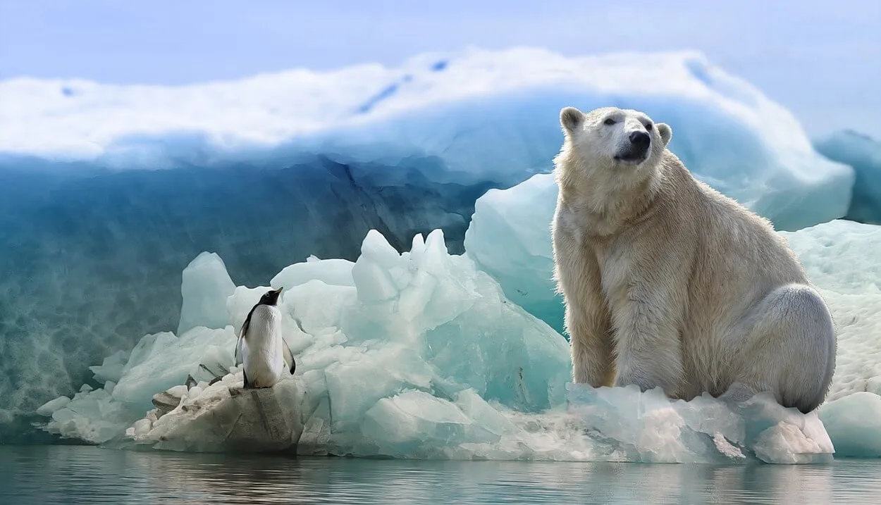  Wat is het verschil tussen ijsberen en zwarte beren? (Grizzly Life) - All The Differences