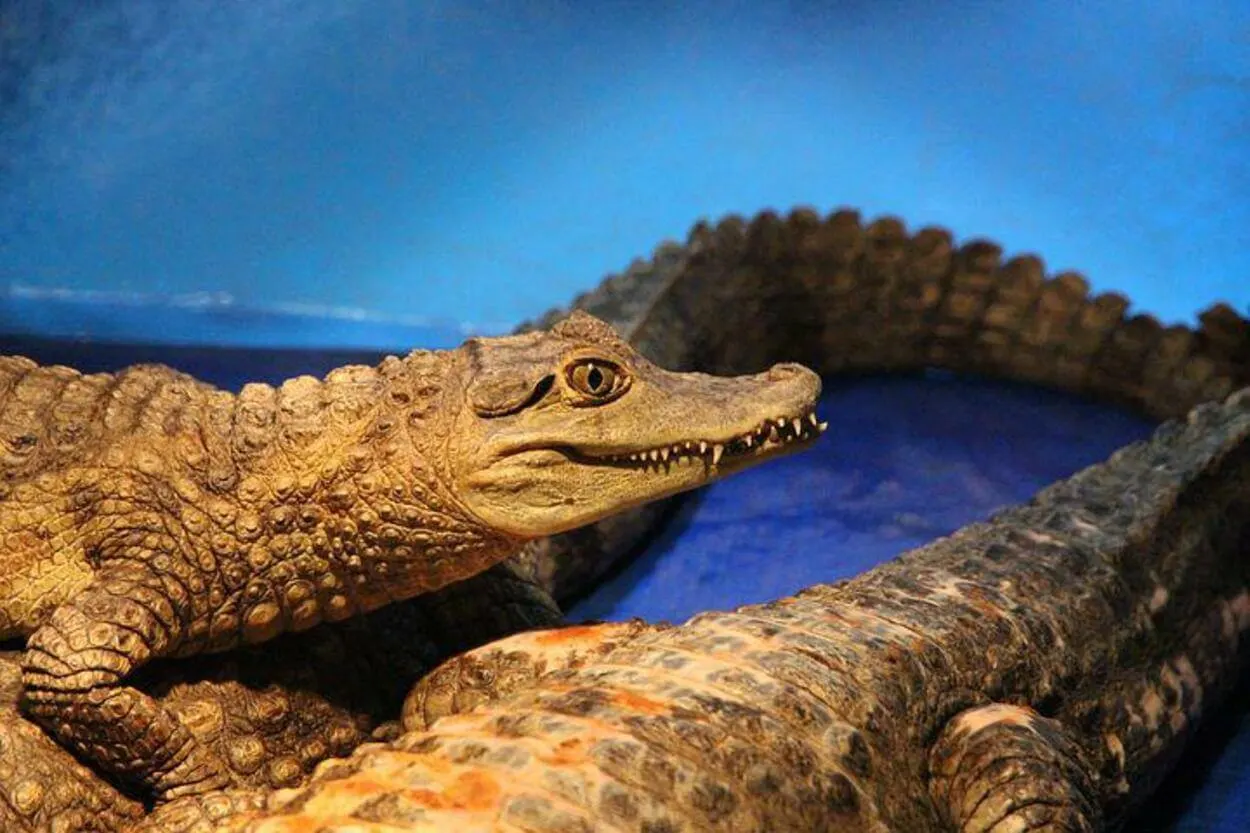  Wat is het verschil tussen een kaaiman, een alligator en een krokodil? (Verschil uitgelegd) - Alle Verschillen