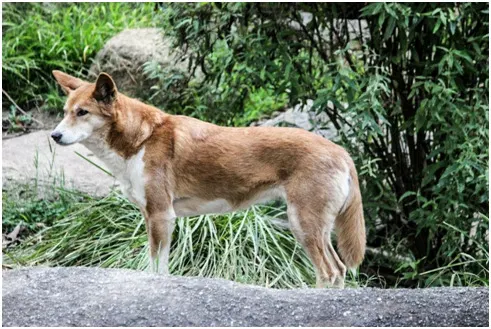  Is er enig verschil tussen een Dingo en een Coyote? (Feiten uitgelegd) - Alle Verschillen