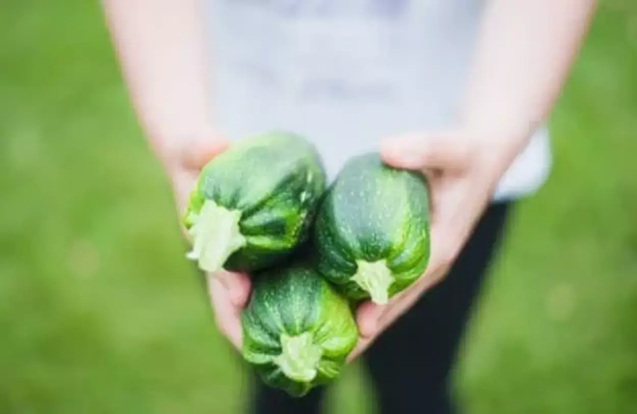  Wat is het verschil tussen komkommer en courgette? (Verschil Onthuld) - Alle Verschillen