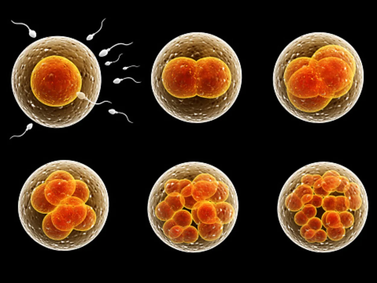  Haploïde versus diploïde cellen (alle info) - Alle verschillen
