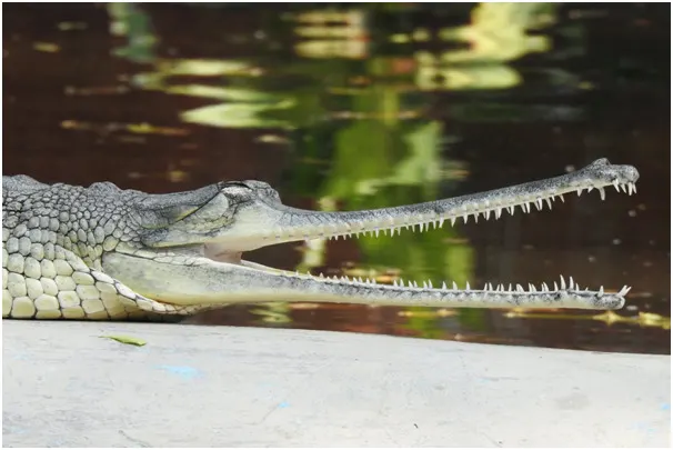  Gharial vs. Alligator vs. Krokodil (De Reuzen Reptielen) - Alle Verschillen