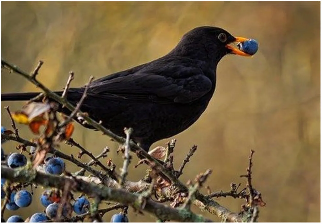  Différence entre les corbeaux, les corneilles et les merles (Trouver la différence) - Toutes les différences