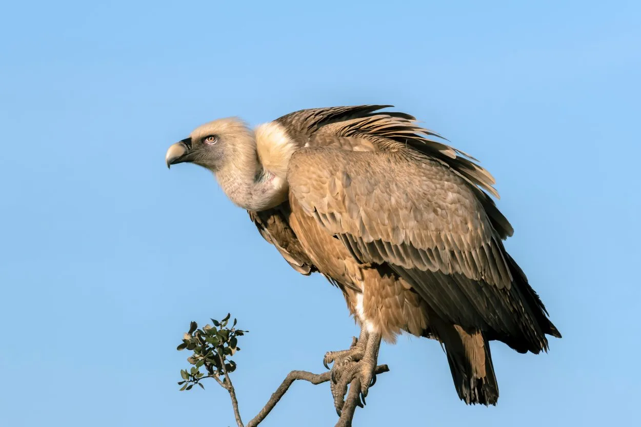  Faucon et vautour (Comment les différencier ?) - Toutes les différences