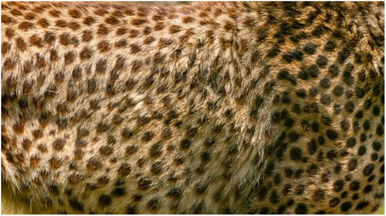  Cili është ndryshimi midis printimeve të leopardit dhe cheetah? (Dallimi i shpjeguar) - Të gjitha ndryshimet