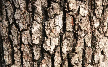  Différences entre un chêne et un érable (faits révélés) - Toutes les différences