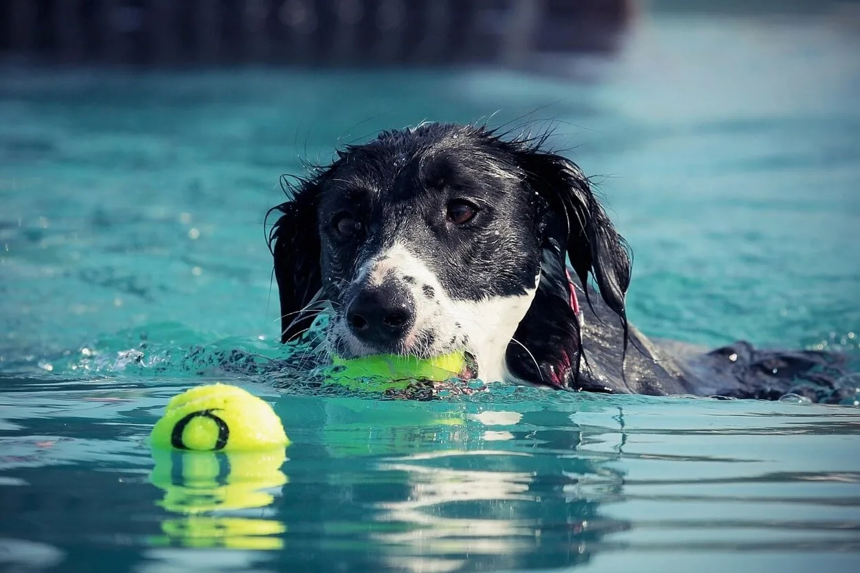  Sự khác biệt giữa Đăng ký UKC, AKC hoặc CKC của một con chó: Điều đó có nghĩa là gì? (Deep Dive) – Tất cả sự khác biệt