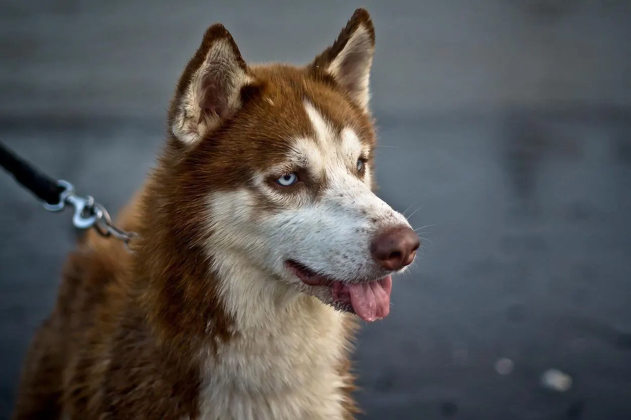  Sibir, Agouti, Seppala VS Alaskan Huskies - Barcha farqlar