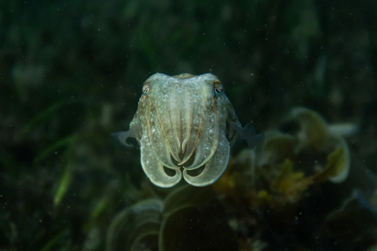  Dè an diofar a tha eadar Squid agus Cuttlefish? (Oceanic Bliss) - Na h-eadar-dhealachaidhean uile
